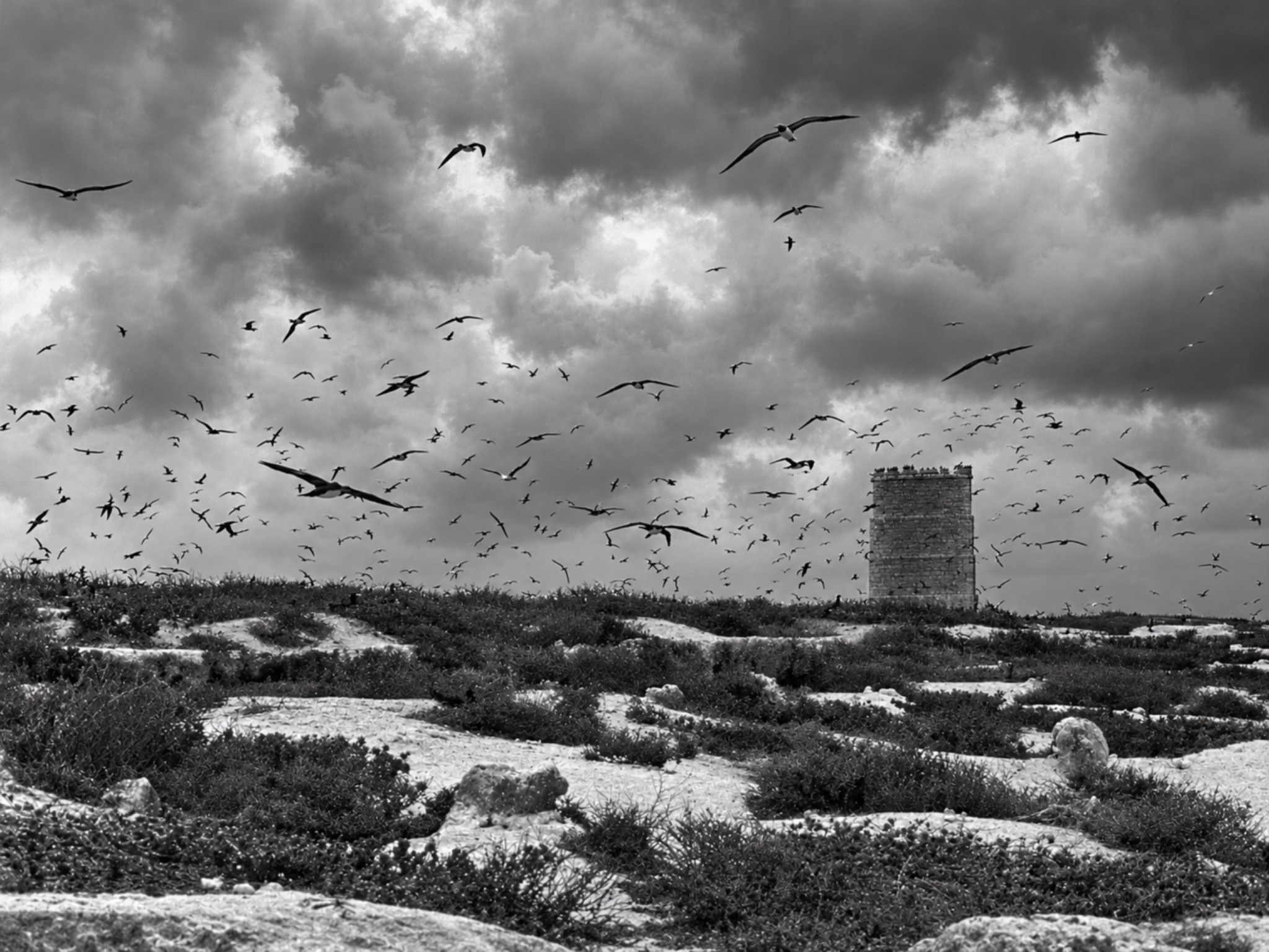 Seabirds flying over Raine Island beneath a stormy sky, with the old stone beacon in the distance