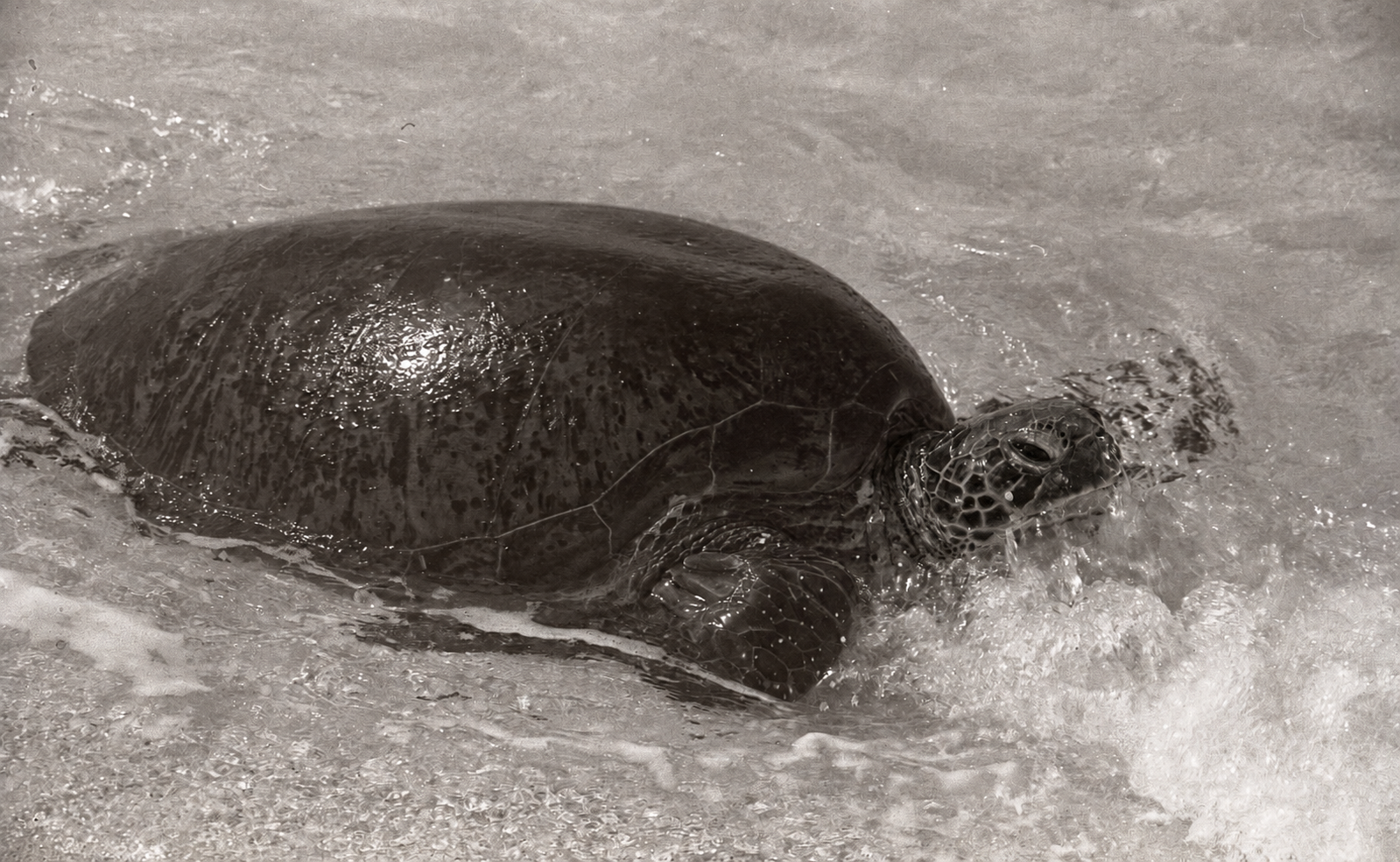 Green turtle moving through shallow surf at Raine Island