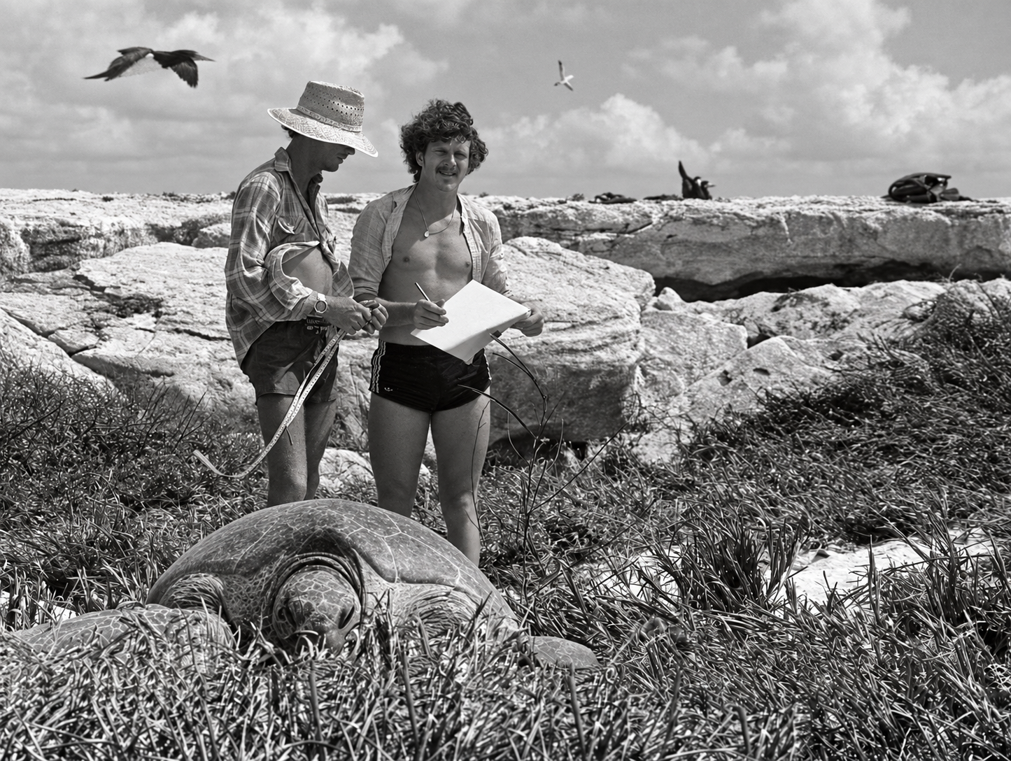 Turtle and seabird fieldwork on Raine Island, Great Barrier Reef, 1979